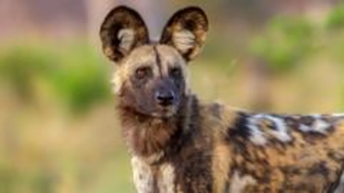 African Wild Dogs Complete Record 2,485-Mile Journey Across Zambia